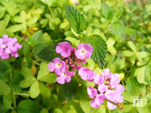 Lantana sellowiana